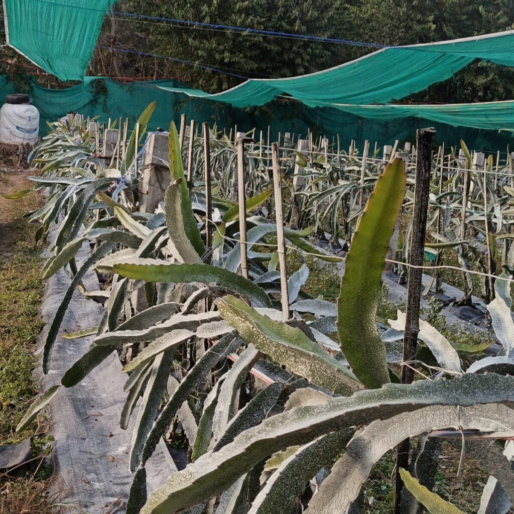 Dragon Fruit Trellis System